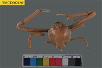 藏品(遁行長臂蟹)的圖片